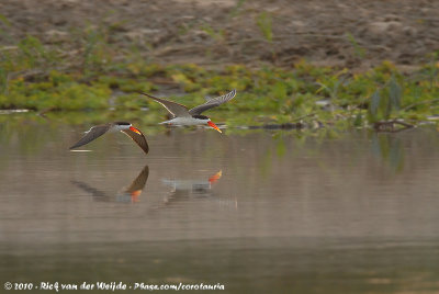 African Skimmer  (Afrikaanse Schaarbek)