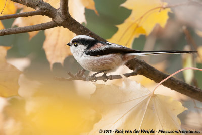 Long-Tailed Tit  (Staartmees)