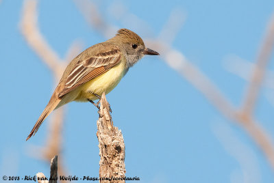 Great Crested Flycatcher  (Grote Kuiftiran)