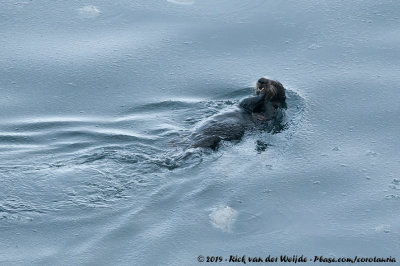 Sea OtterEnhydra lutris lutris