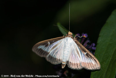 Box Tree MothCydalima perspectalis