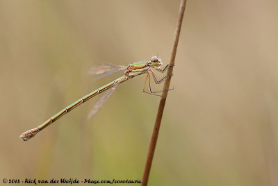 Small Emerald SpreadwingLestes virens vestalis