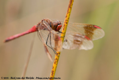 Banded DarterSympetrum pedemontanum pedemontanum