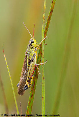 Large Marsh GrasshopperStethophyma grossum