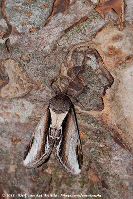 Lesser Swallow ProminentPheosia gnoma