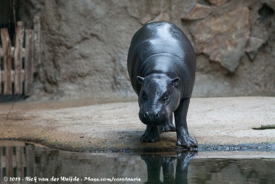 Pygmy HippopotamusChoeropsis liberiensis liberiensis