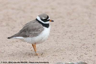 Common Ringed PloverCharadrius hiaticula ssp.