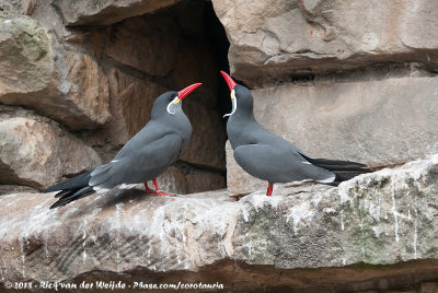 Inca TernLarosterna inca