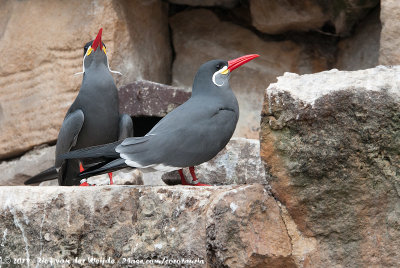 Inca TernLarosterna inca