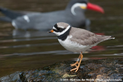 Common Ringed Plover  (Bontbekplevier)