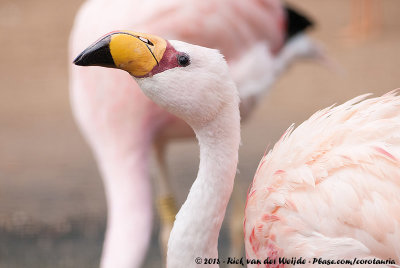 James's FlamingoPhoenicoparrus jamesi