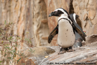 African Penguin<br><i>Spheniscus demersus</i>