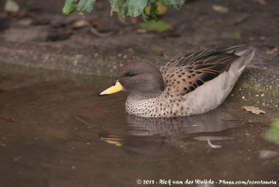 Yellow-Billed Teal  (Chileense Taling)