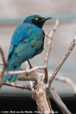 Greater Blue-Eared Starling  (Groenstaartglansspreeuw)