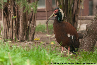 Madagascar Ibis  (Kuifibis)