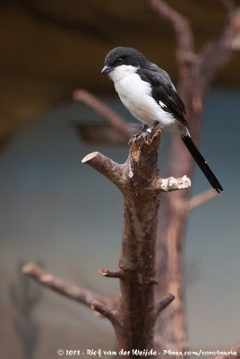 Long-Tailed Fiscal  (Cabanis' Klapekster)