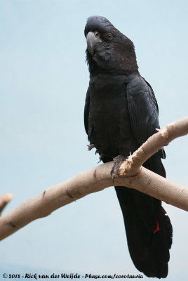 Red-Tailed Black Cockatoo  (Roodstaartraafkaketoe)