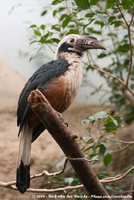Luzon Hornbill  (Luzonneushoornvogel)