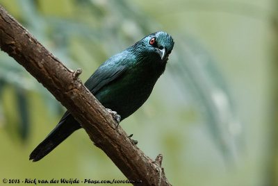 Asian Glossy Starling  (Maleise Purperspreeuw)