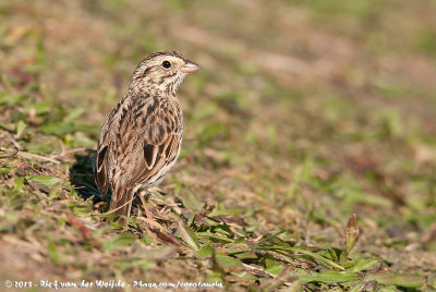 Savannah SparrowPasserculus sandwichensis ssp.