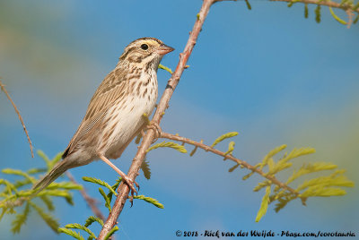 Savannah SparrowPasserculus sandwichensis ssp.