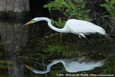 Great EgretArdea alba egretta