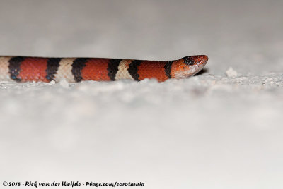 Scarlet Snake  (Scharlakenslang)
