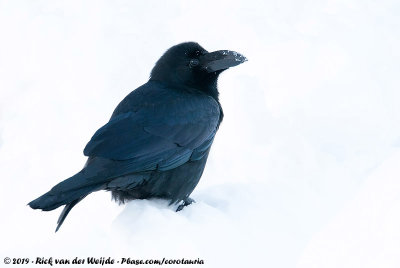 Large-Billed Crow  (Dikbekkraai)