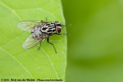 Graphomya maculata