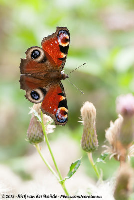 European PeacockInachis io io