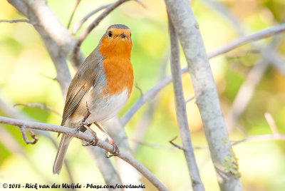 European RobinErithacus rubecula rubecula