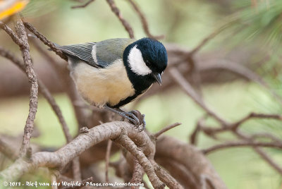 Great TitParus major major