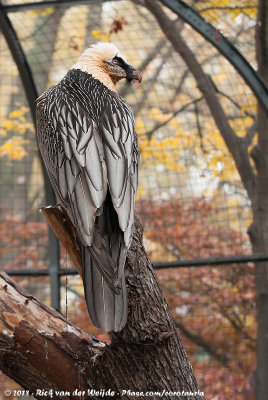 Bearded VultureGyphaetus barbatus barbatus