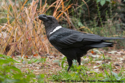 White-Necked Raven  (Witnekraaf)