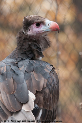 White-Headed VultureTrigonoceps occipitalis