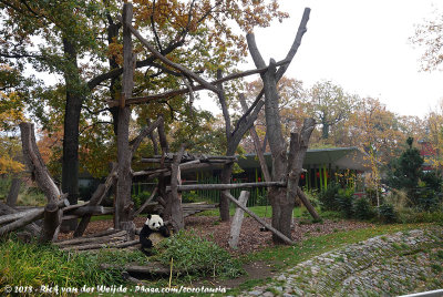 Giant Panda exhibit