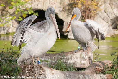 Dalmatian PelicanPelecanus crispus