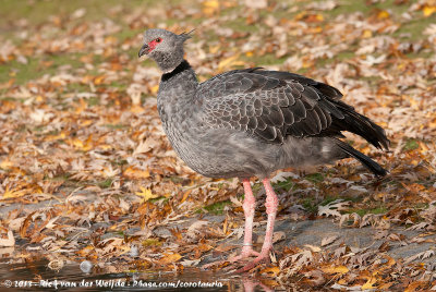 Southern ScreamerChauna torquata