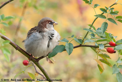 House SparrowPasser domesticus domesticus