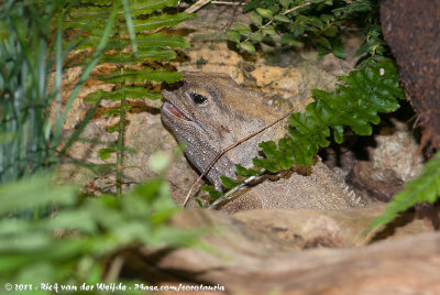 TuataraSphenodon punctatus