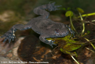 Yellow-Bellied ToadBombina variegata ssp.