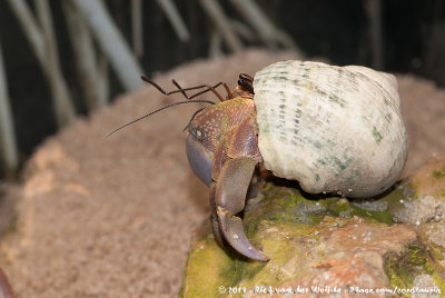 Caribbean Hermit CrabCoenobita clypeatus