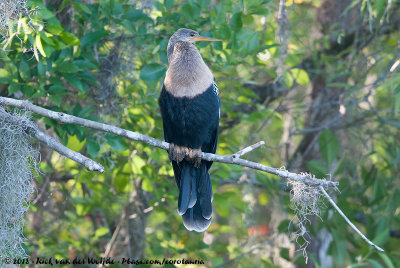 Anhinga<br><i>Anhinga anhinga leucogaster</i>