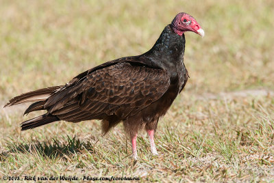 Turkey VultureCathartes aura septentrionalis