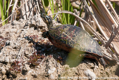 Florida Red-Bellied TurtlePseudemys nelsoni