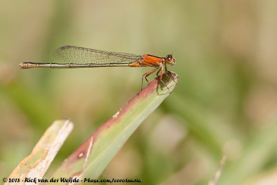 Rambur's ForktailIschnura ramburii