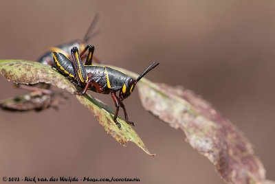 Eastern Lubber GrasshopperRomalea guttata