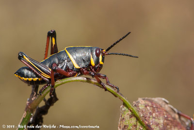 Eastern Lubber GrasshopperRomalea guttata