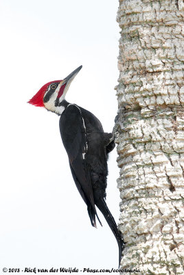 Pileated WoodpeckerDryocopus pileatus pileatus