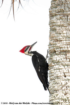 Pileated Woodpecker  (Noord-Amerikaanse Helmspecht)